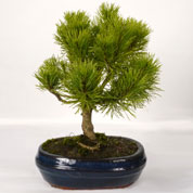 Bonsai Pinheiro mugho 5 anos